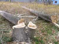 Прокуратура потребовала оштрафовать селянина на 70 тыс. гривен. за вырубку лесополосы возле Бахчисарая