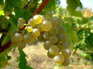 В Алуште задержаны виноградные воры