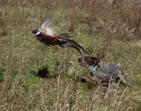На востоке Крыма проведут собачий Чемпионат по охоте на фазана