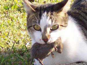Бездомные кошки спасают Симферополь от полчищ крыс и мышей