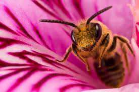 Французские пчелы делают цветной “неправильный” мед