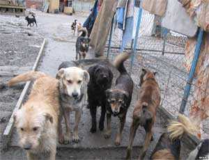 В Севастополе собирали деньги на приют для бездомных животных
