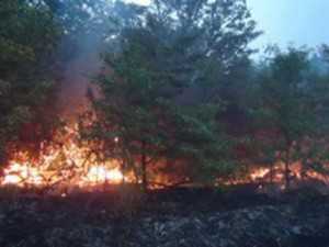 Лесной пожар в Большой Ялте локализован – МЧС