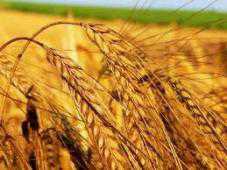 В Крыму не удался урожай по зерновым и озимым