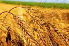 Депутат Крыма предложил создать зерновой аналог ОПЕК
