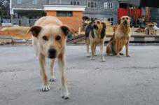 Милицию просят разобраться, кто отравил джанкойских собак