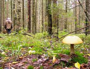 Жители Западной Украины отравились крымскими грибами
