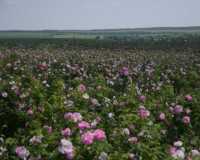 Суд отменил изъятие у «Крымской розы» 430 га полей