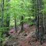Алуштинскому лесхозу вернули 10 гектаров земли