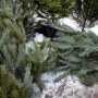 В Евпатории откроют 30 точек продажи елок