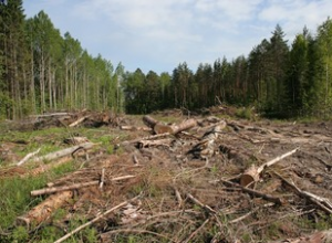 Прокуратура не дала сократить Алуштинский лесхоз на 14 гектаров