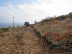 Рескомприроды Крыма не может спасать краснокнижные растения