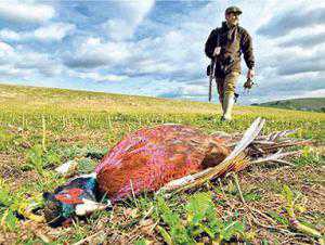 На арабских охотников, уничтожающих редких крымских птиц, пожаловались Азарову