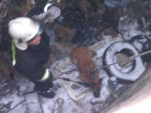 В Симферополе вытащили собаку, провалившуюся в 5-метровый подвал