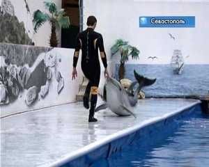 Севастопольские дельфины научились ползать