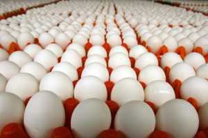 Симферопольский горсовет отсудил яйца по 14 гривен