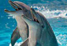 Проект дельфинария в Алуште представят на рассмотрение общественности