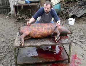 На Западной Украине зарезали свинью по кличке Янык