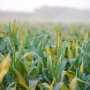 В Крыму экспериментируют на посевах кукурузы и сои
