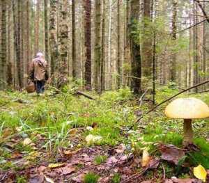 На востоке Крыма пропала пожилая грибница