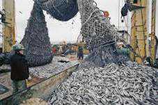 В Керчи рыбаки незаконно выловили 40 тонн хамсы
