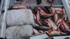Пограничники в Керчи задержали катер с 1500 кг незаконно выловленного пиленгаса