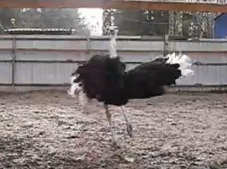 В Джанкойском районе живет танцующий страус (ВИДЕО)