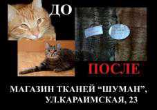В Симферополе защитники животных будут пикетировать магазин, продающий кошачьи шкурки