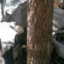 В Евпатории водитель «Жигулей» застрял в деревьях