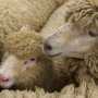 Крымский любитель овец получил 10 лет