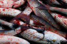 В Крыму ожидают массовый подход косяков кефалевых рыб