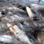 В Джанкое задержали более 360 кг браконьерской рыбы