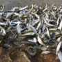 В Евпатории рыбак незаконно вылавливал черноморскую сельдь