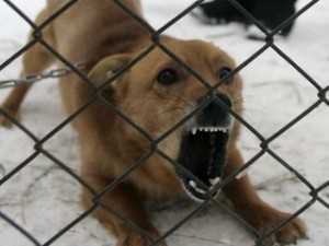 В Полтаве бешеная собака покусала 43 человека