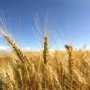 В Крыму уже посеяли 9,4 га зерновых