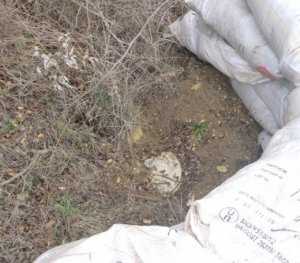 Под Севастополем в лесу нашли противотанковую мину