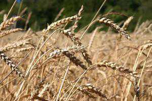 В Крыму начали сеять ранние зерновые культуры