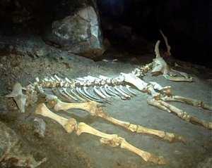 В крымской пещере нашли останки древнего бизона