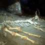 В крымской пещере нашли останки древнего бизона