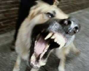 Бешеная собака покусала девочку в Житомирской области