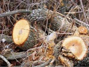 В Ялтинском заповеднике вырубали «краснокнижные» деревья