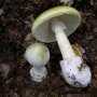 В Евпатории женщина отравилась грибами