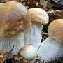 В Евпатории женщина отравилась грибами с рынка