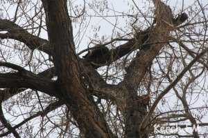 Кошку, которая девять дней сидела на дереве в Керчи, спасли