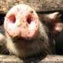 Украина запретила ввоз свинины из Бразилии