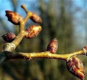 Холода в Крыму ударили по распустившимся почкам плодовых деревьев