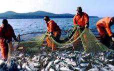 Севастополь стал лидером по вылову рыбы в Украине