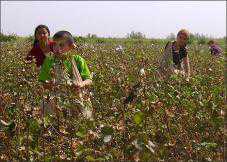 Директор школы в Бахчисарае заставляла детей работать на полях