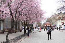 Цветущие деревья в Симферополе стали фотообъектом для прохожих