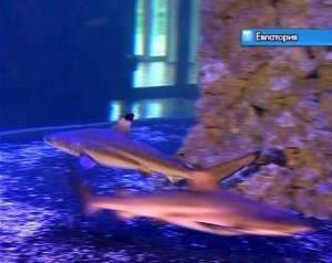 В Евпаторию привезли акул из Шри-Ланки